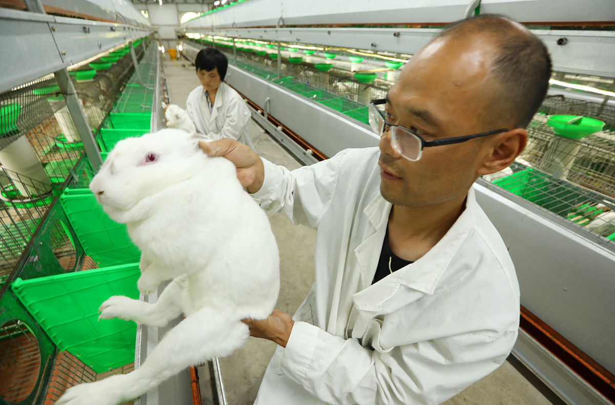 一号星球最大农庄：秦岚探访肉兔养殖区