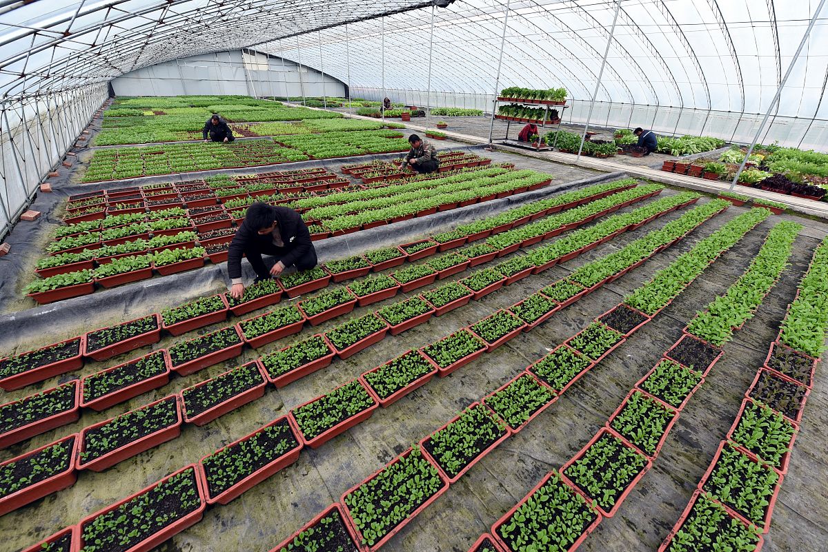 巫溪县职业教育中心现代农艺技术专业就业方向解析