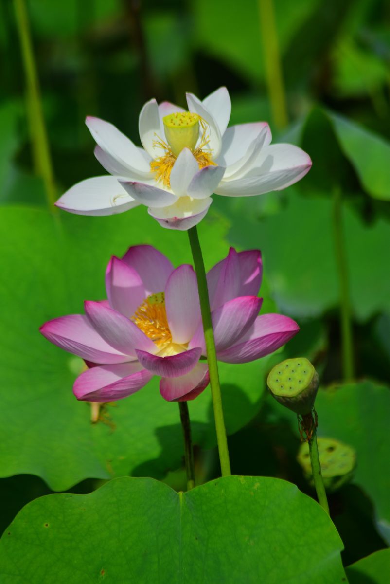 荷花诗：湖心盛放的清香