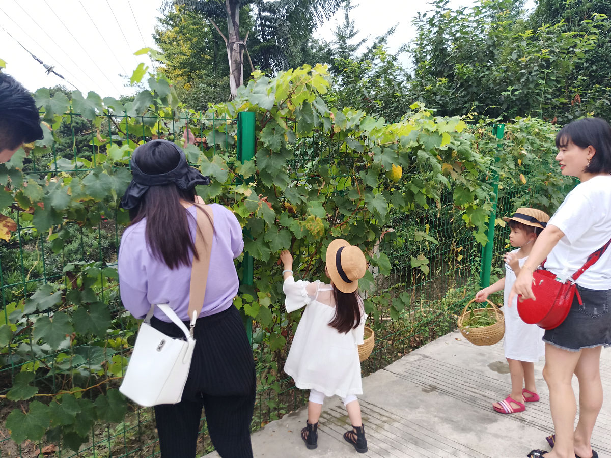 2019年7月7日,成都,小朋友采摘蔬菜.探访温江区寿安镇岷江村1组九坊宿