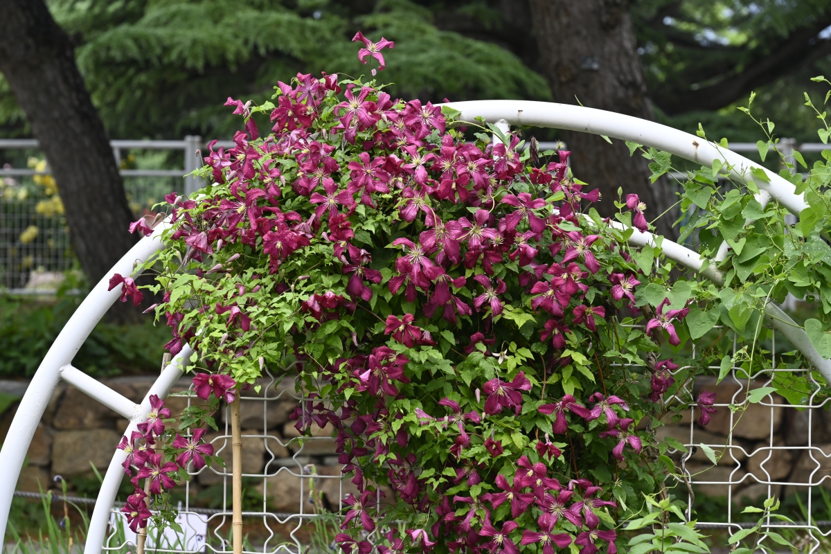 垂挂花卉：瀑布般的美丽，生长环境大揭秘