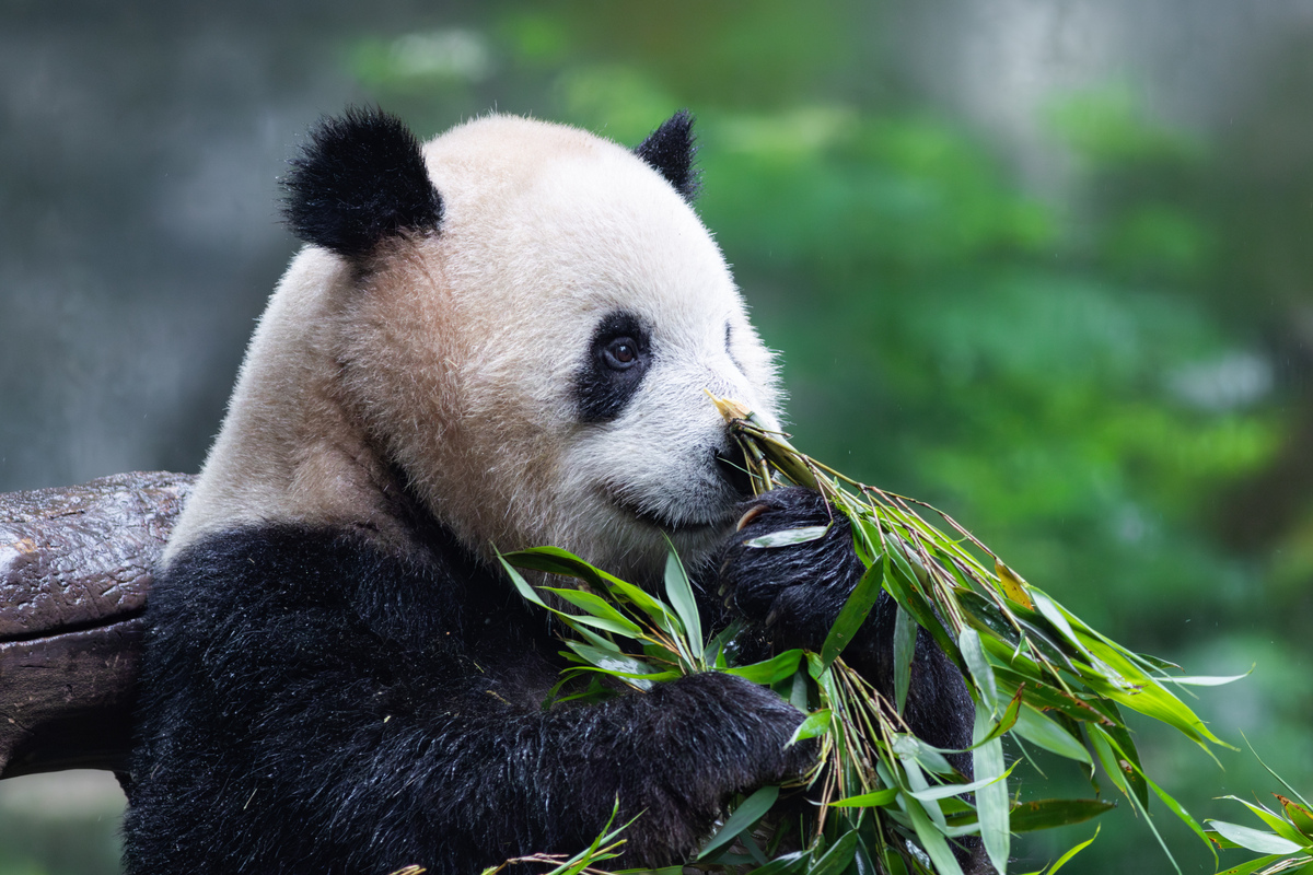 熊猫：中国国宝，可爱又珍稀