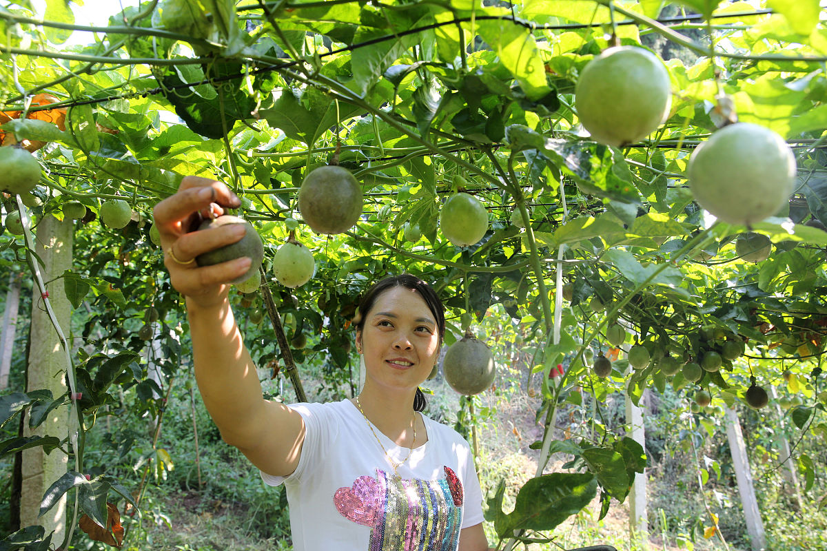 百香果助农销售市场定位：健康、独特、高端、地方特色