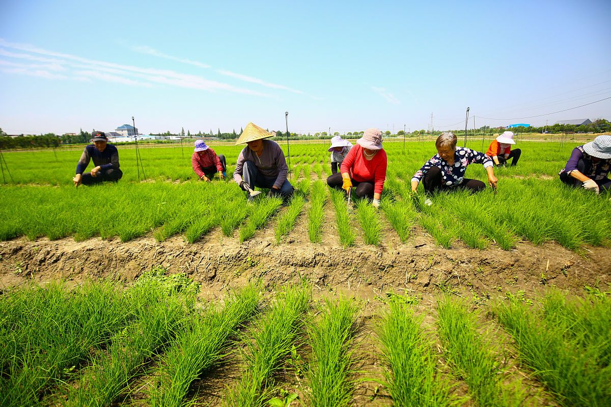 现有一篇主要围绕涡阳大豆对地区脱贫的作用及地区大豆的特色种植的三下乡调研报告请拟定有文采且符合调研报告主题的调研题目
