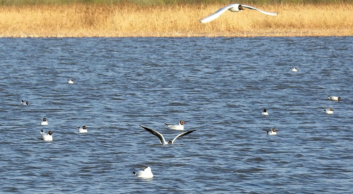 查找资料回答哈尔滨金河湾湿地的动物种类数量