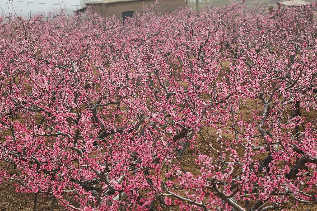 桃树谢花以后能看见小桃吗？要注意哪些问题呢？帮我用210字详细描述
