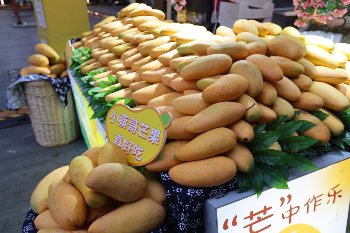 百色芒果田东芒果文化节：发挥水果资源优势，打造特色旅游品牌