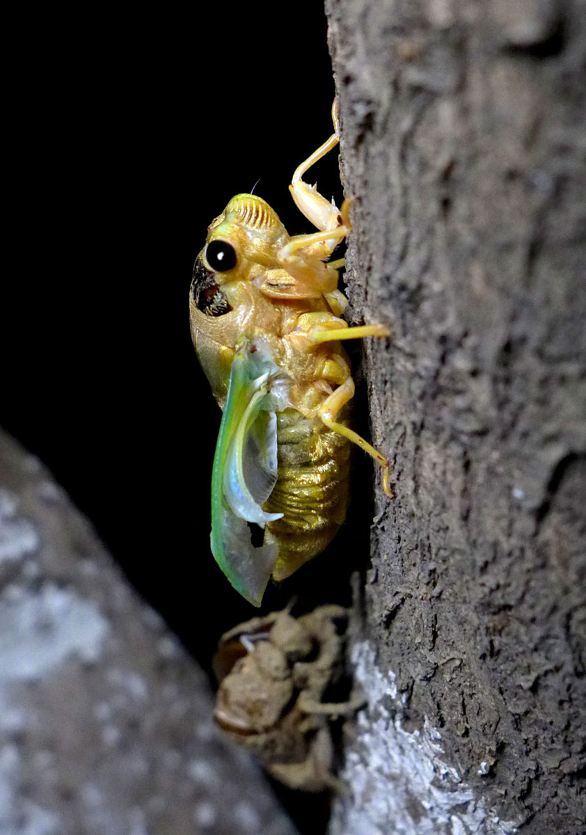 金蝉：17年地下蛰伏，17天天空展翅，最懂数学的昆虫