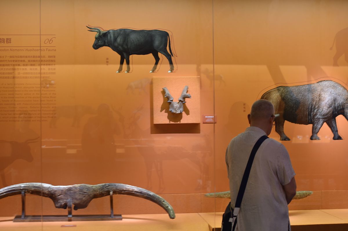 古代中国中原地区有犀牛吗？历史文献揭秘