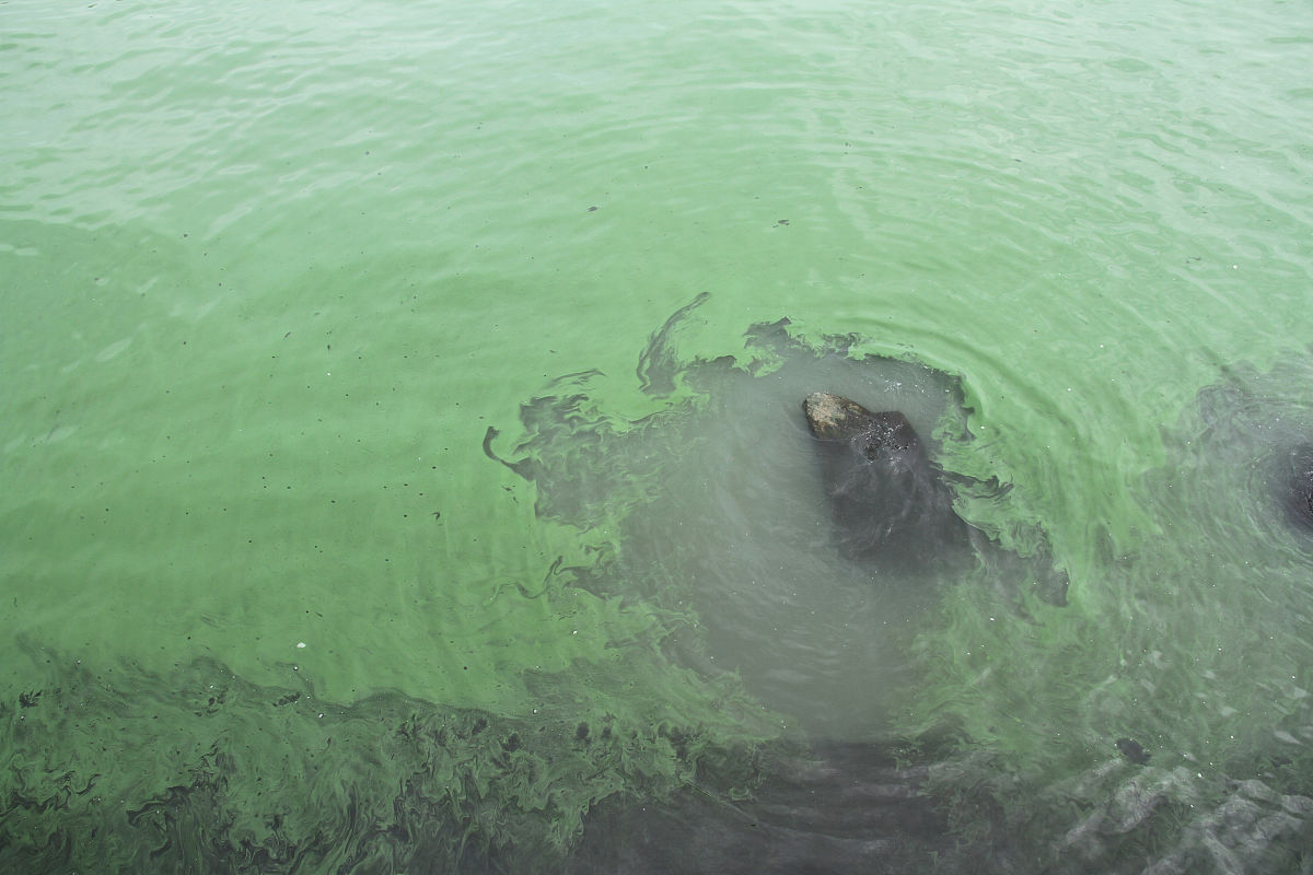 生成一章结论与展望题目是太湖生态清淤底泥固结余水处理相关的水污染监测与治理