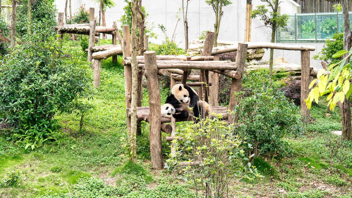 成都必去景点：萌翻你的熊猫基地