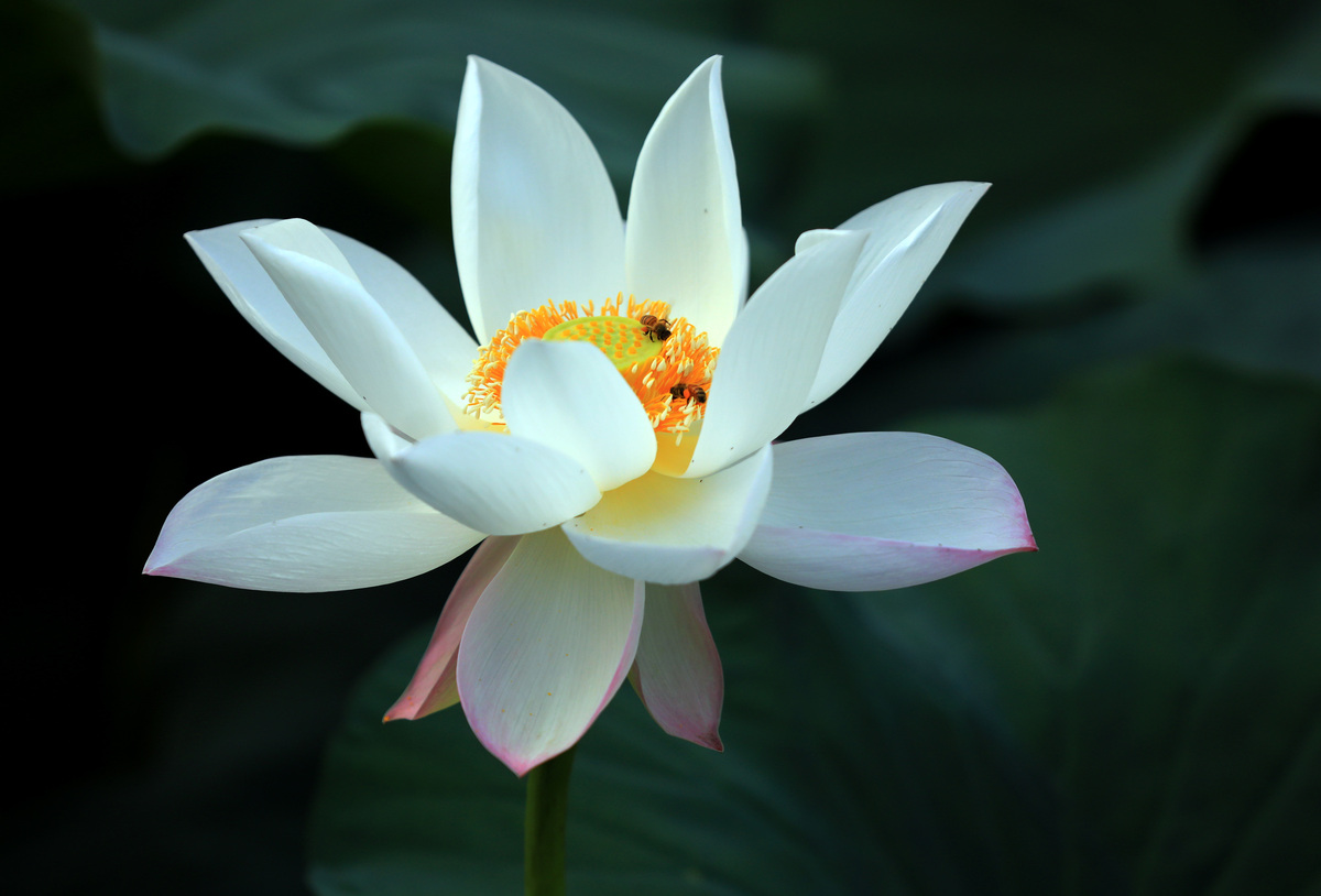 莲花取名：10个优雅四字名字推荐