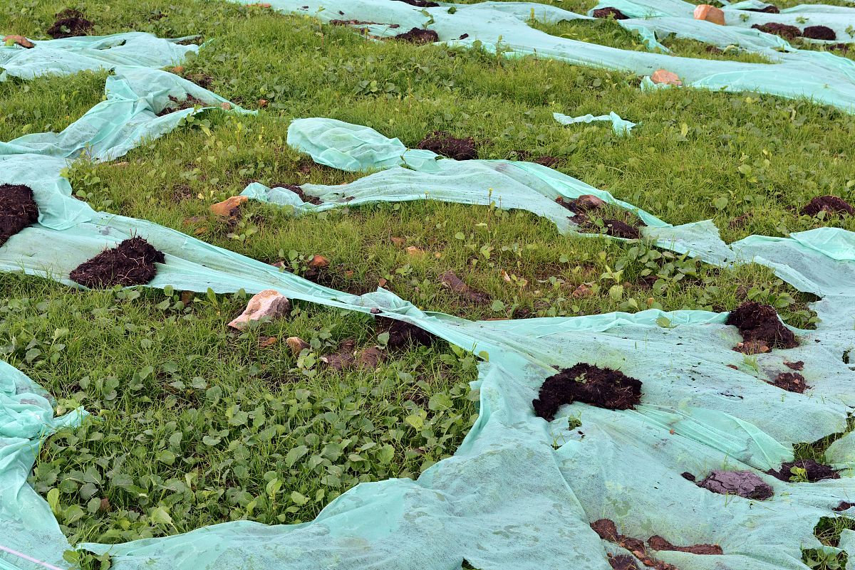 生态入侵对中国的影响