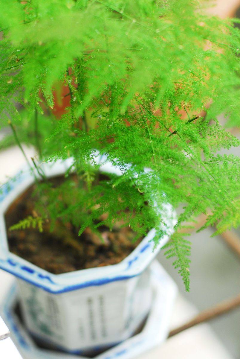 文竹长藤太长？4种方法轻松解决，附带养护技巧