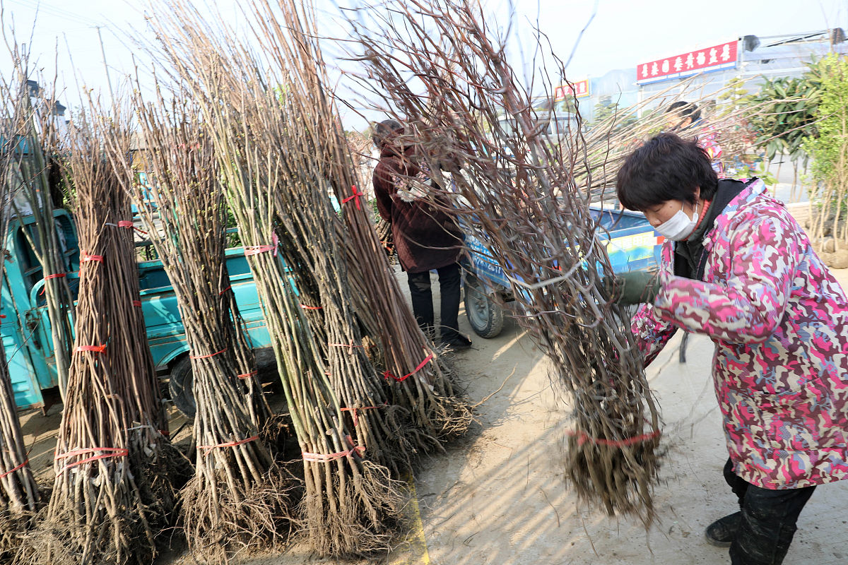 2020年3月12日,当日是一年一度的植树节,在江苏如皋花木大世界新开辟