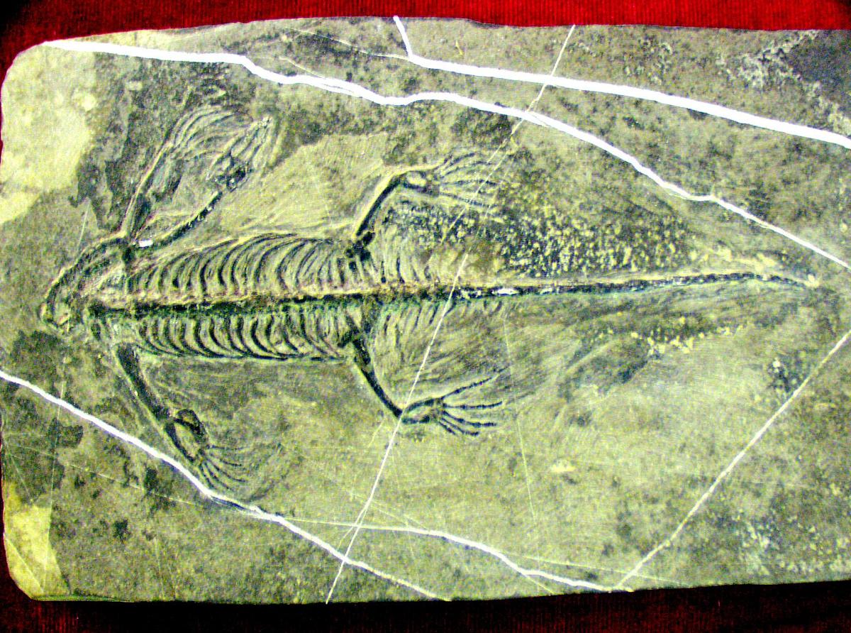 结合上面生成的论文框架请在中国知网检索相关文献进一步完善你提出的论文框架中的化石研究在地质学中的作用