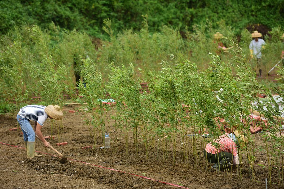 山上种树种什么比较划算