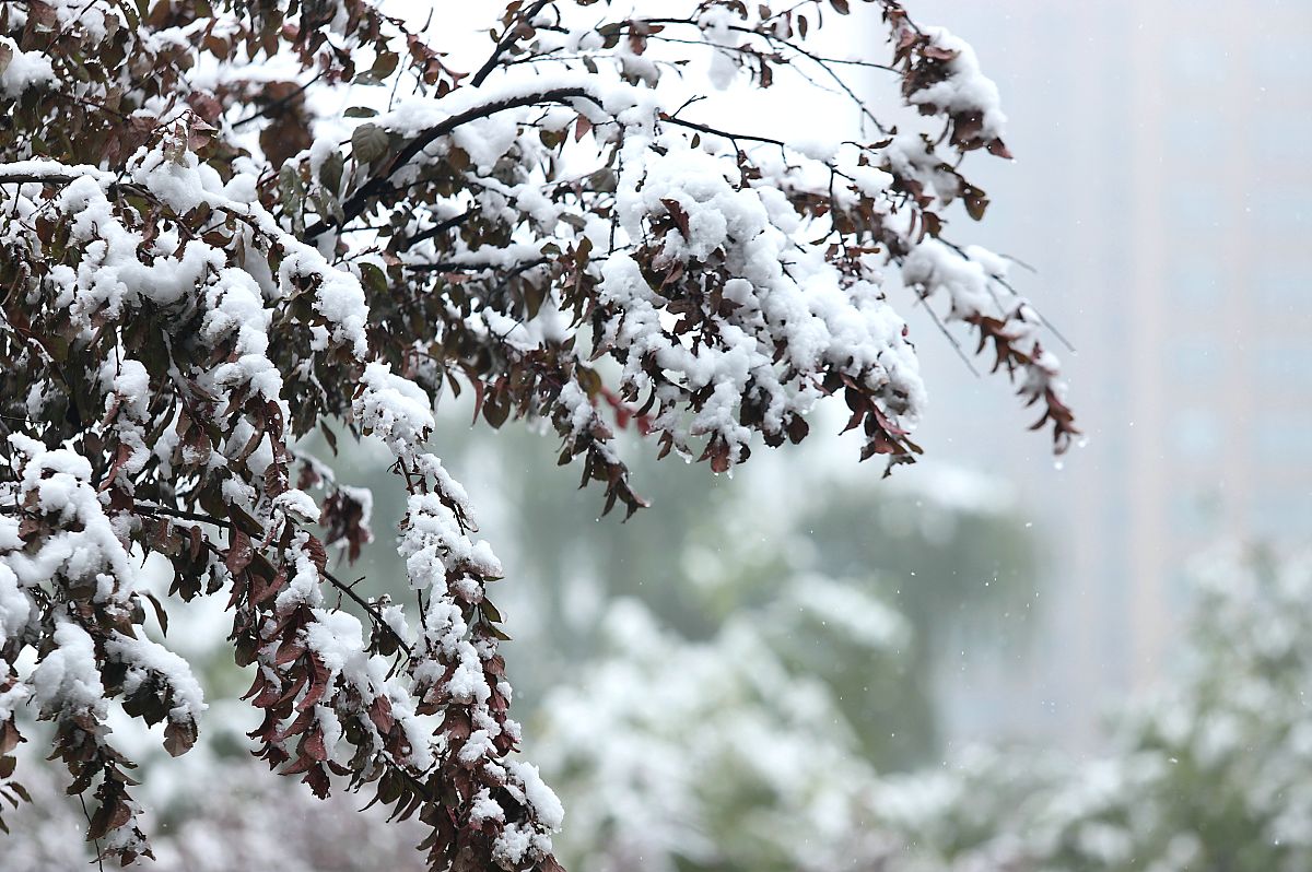 倒春寒持续多久？ - 了解倒春寒的时间长度