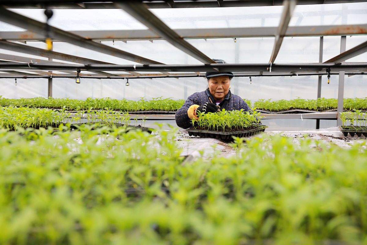 中药材产业应该如何加大科技投入加快成熟技术的应用