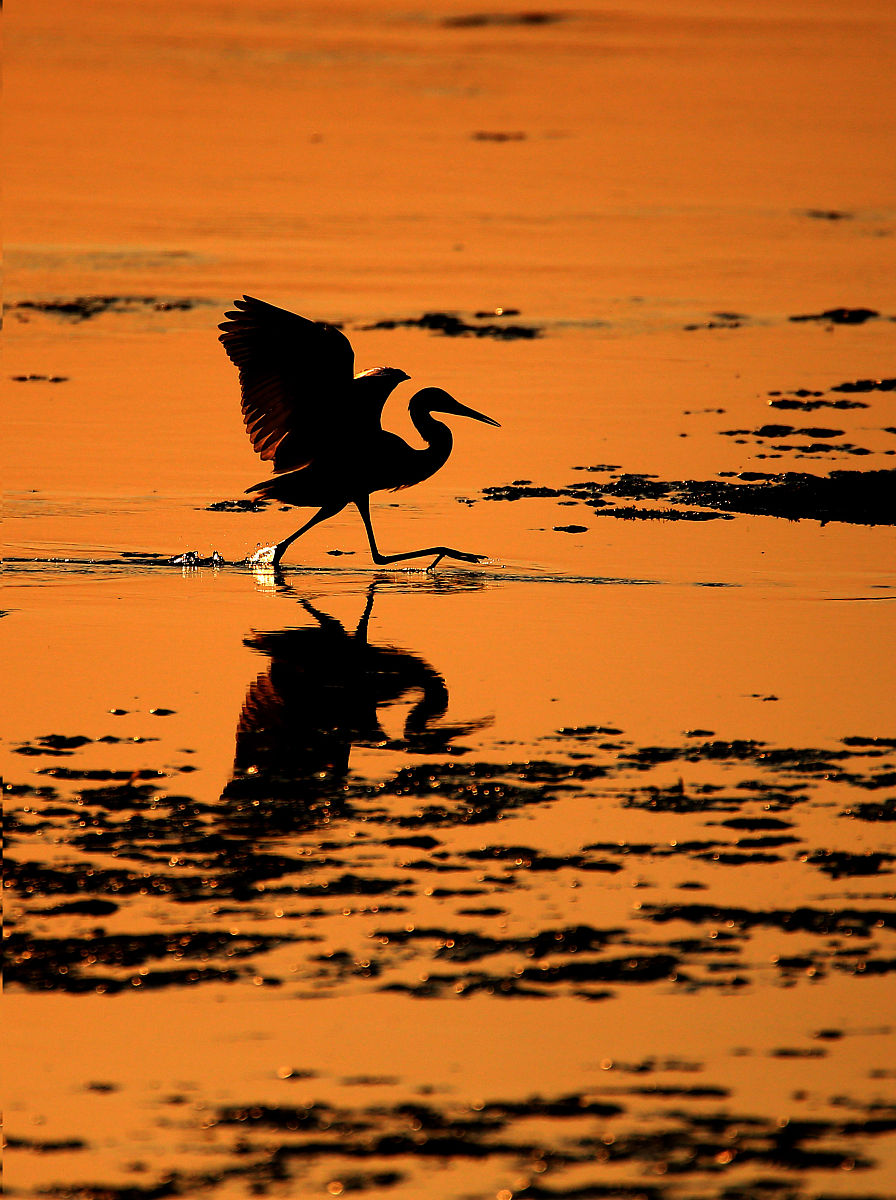 孤鹭与落霞齐飞，秋水共长天一色：壮丽与宁静的自然画卷