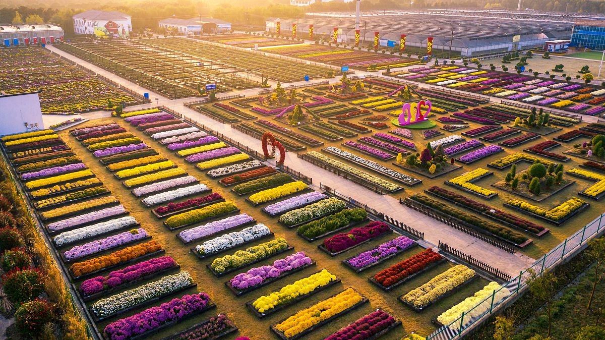 玉林中药材物流集散基地建设项目：必要性分析