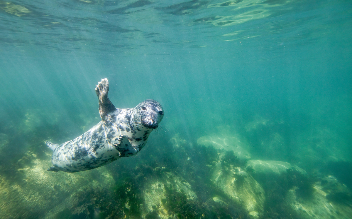 In the open sea 和 In open sea的区别