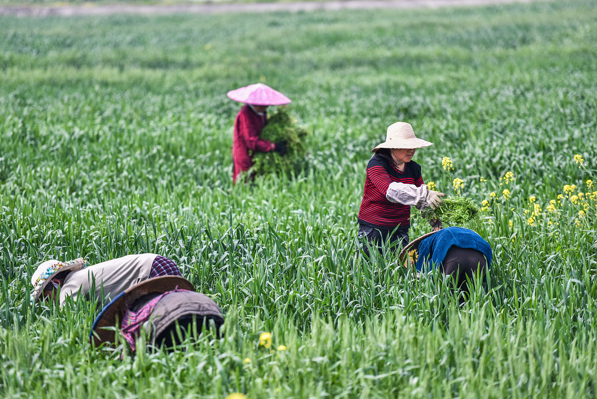 四川崇州机电施工总承包二级资质新办与转让：价格、流程及条件