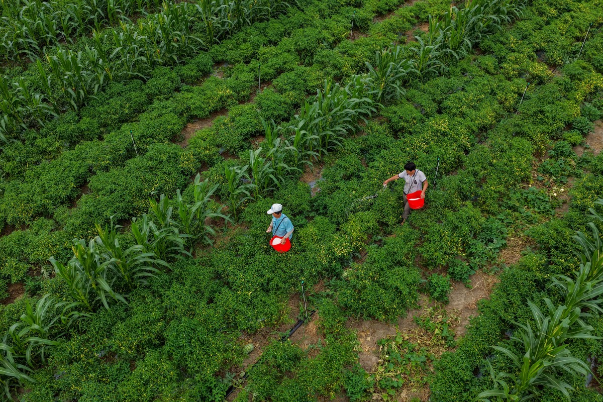 中草药种植专业就业前景分析：机遇与挑战