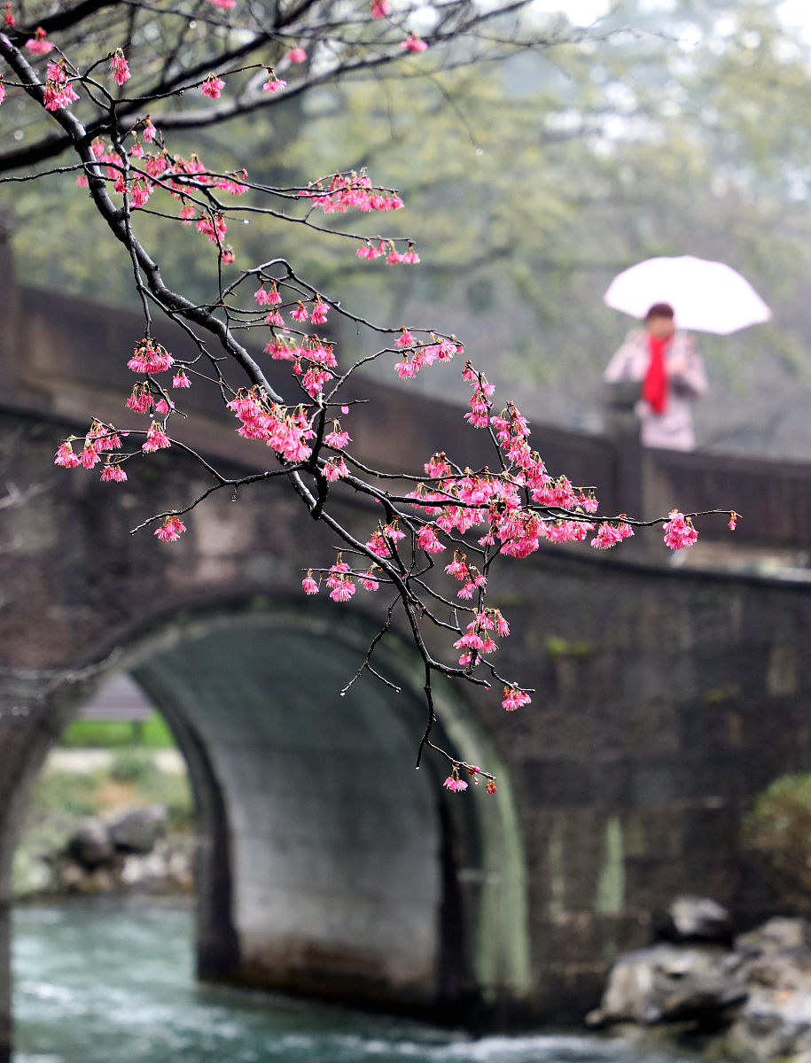 四月檐上雨人间惊鸿客：春雨带来的温柔与美好