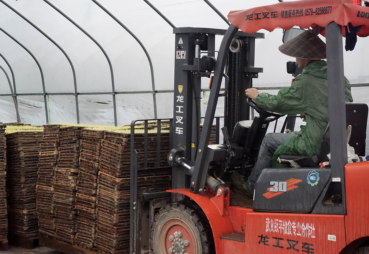 2021年3月17日,浙江金华,武义县跃平粮食专业合作社育秧工厂员工用叉