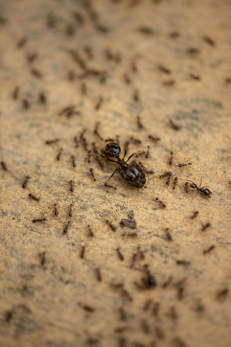 小家蚁的行为特征：社会性昆虫的分工合作与集体行动