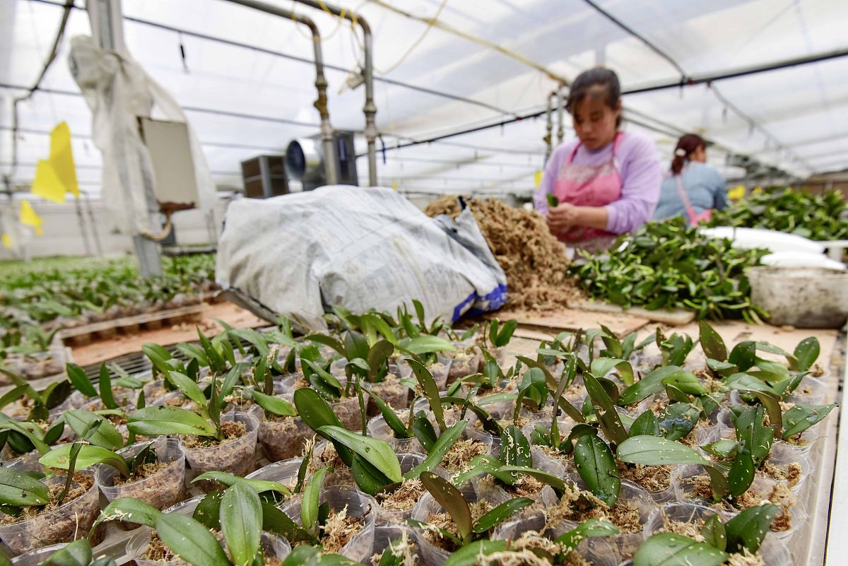 中专生选择中草药栽培专业好吗？就业前景如何？
