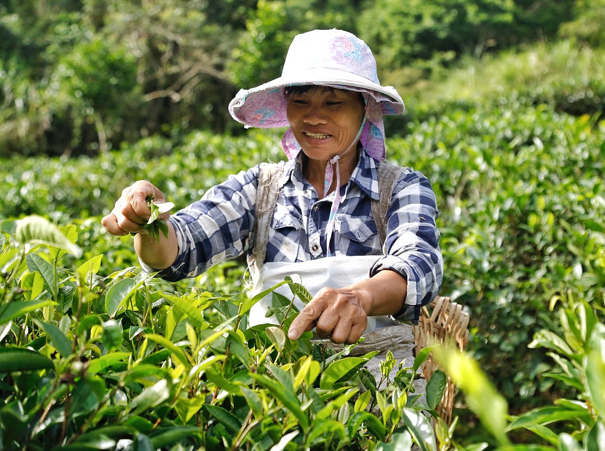 政协提案：推动茶文化传承与发展