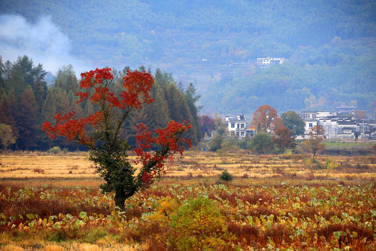 家乡美景：四季如画的美丽小镇