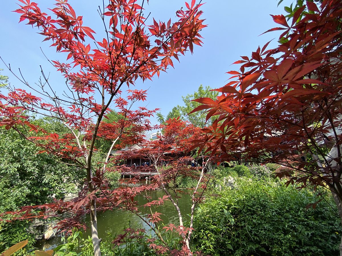 论述延安城市园林彩叶树种选择中存在养护管理工作不到位的问题。