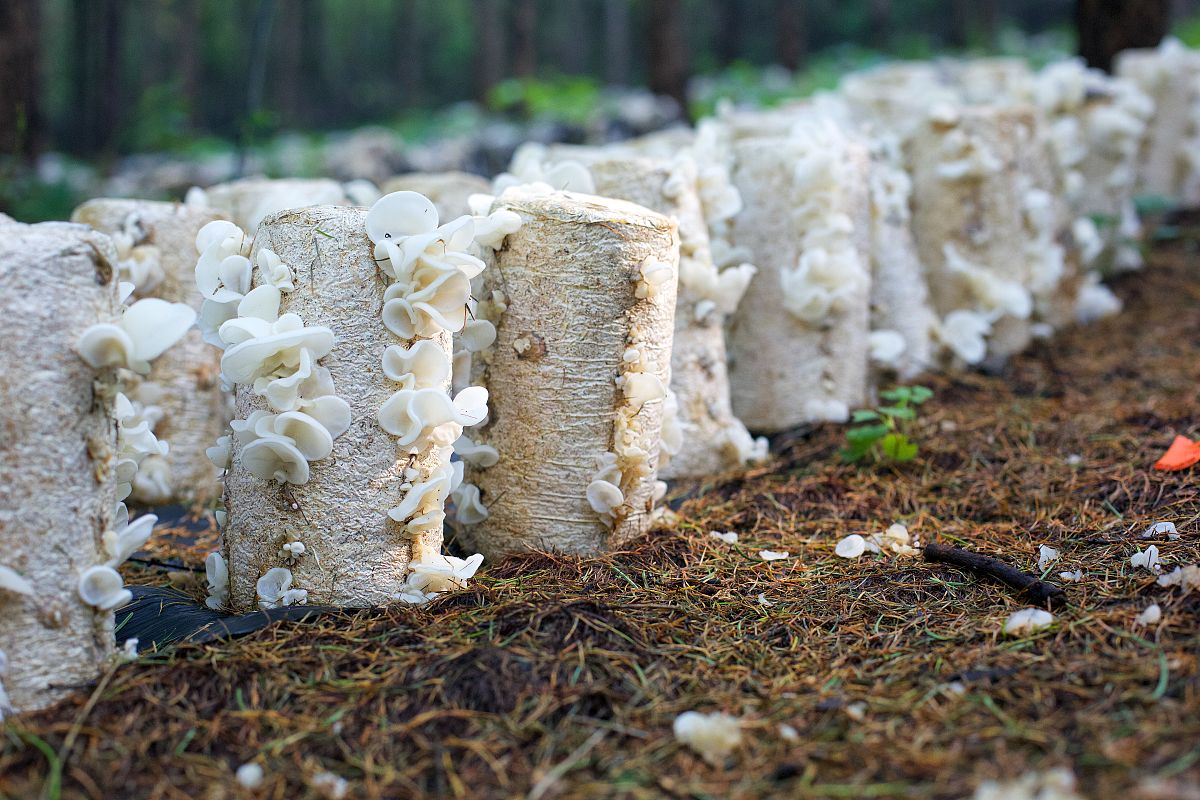 辽宁经济职业技术学院审计专业好就业吗