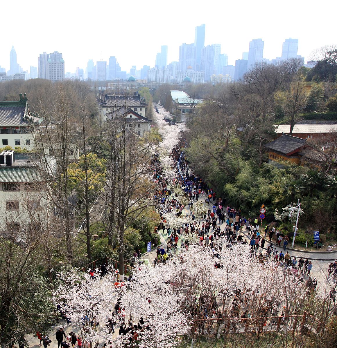 春天的南京有什么好玩的