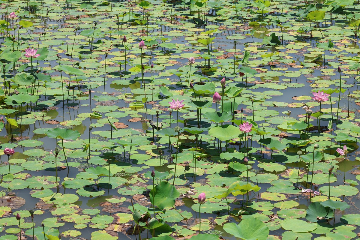 西湖'水下森林'：14年打造31.7万平方米生态奇观