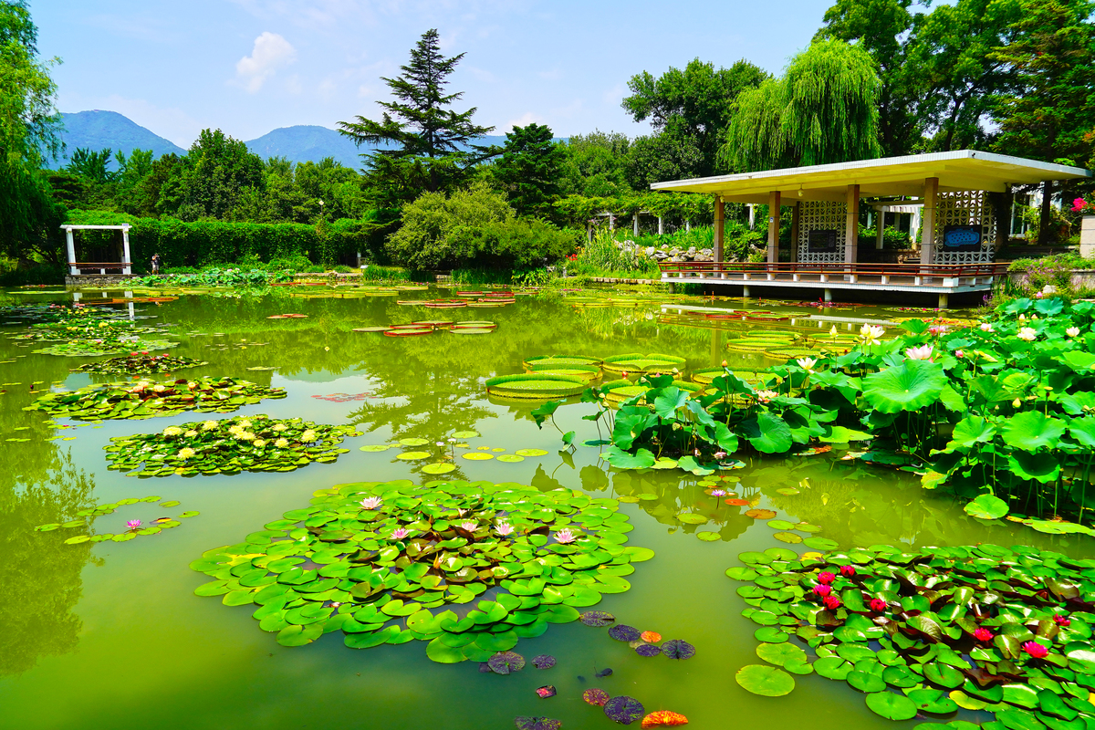 重庆园博园莲花池塘，如仙境般的美景摄影图