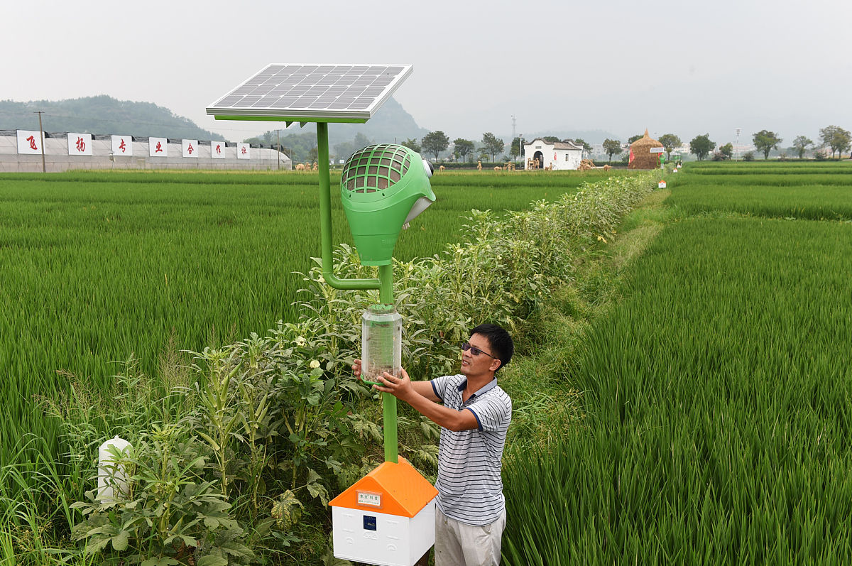 农田近灯区虫害加重研究：原因、影响及防治策略