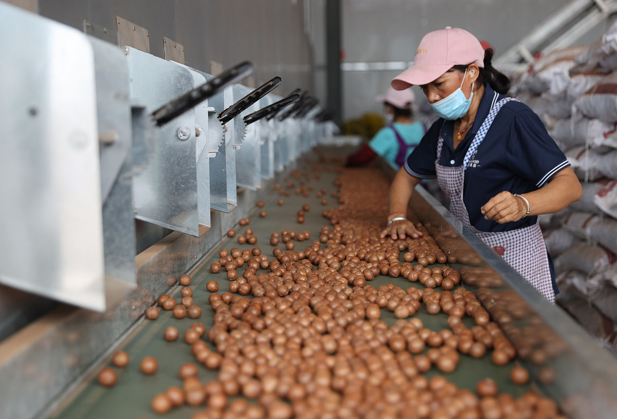 大理2022年的茶叶梅子核桃三个的产量和生产规模是多少帮我用200字详细描述