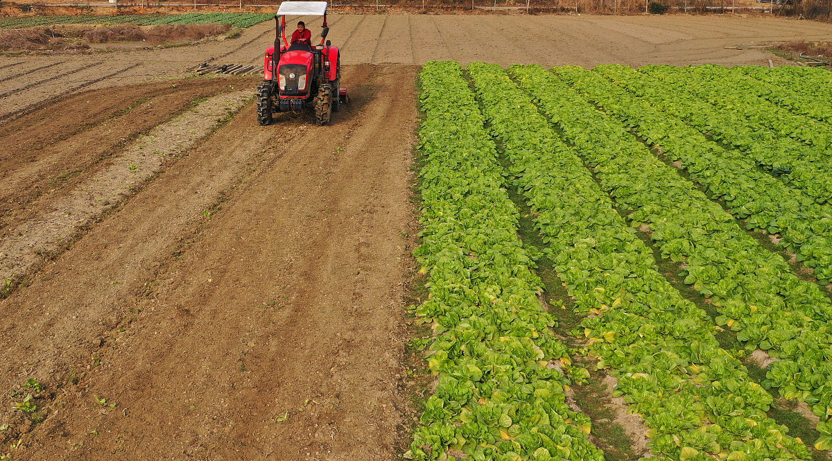 乡村治理难题：工作繁多、报表繁杂、护林防火、土地撂荒、人手不足