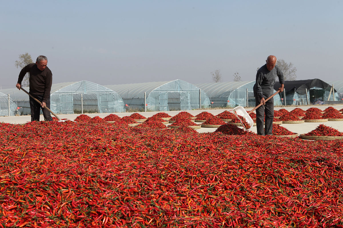 朝天椒种植怎么才能多结果