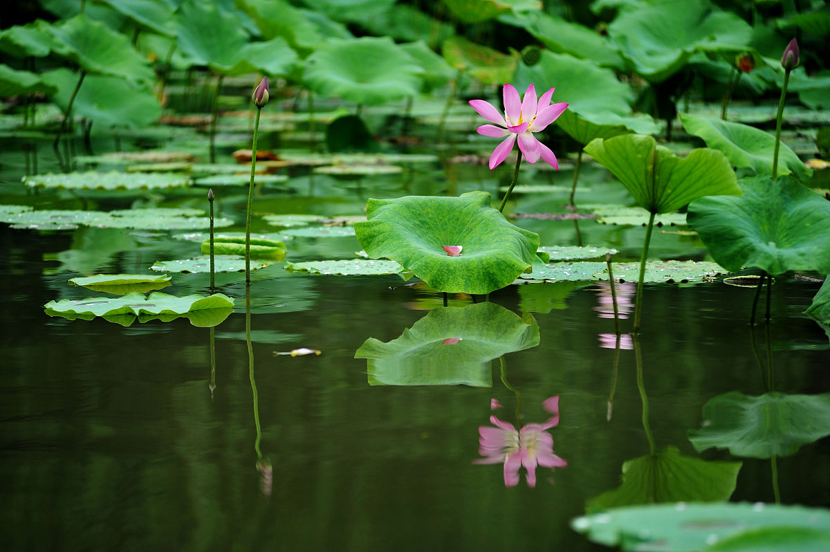 美丽的荷花池 写一篇300字小学作文