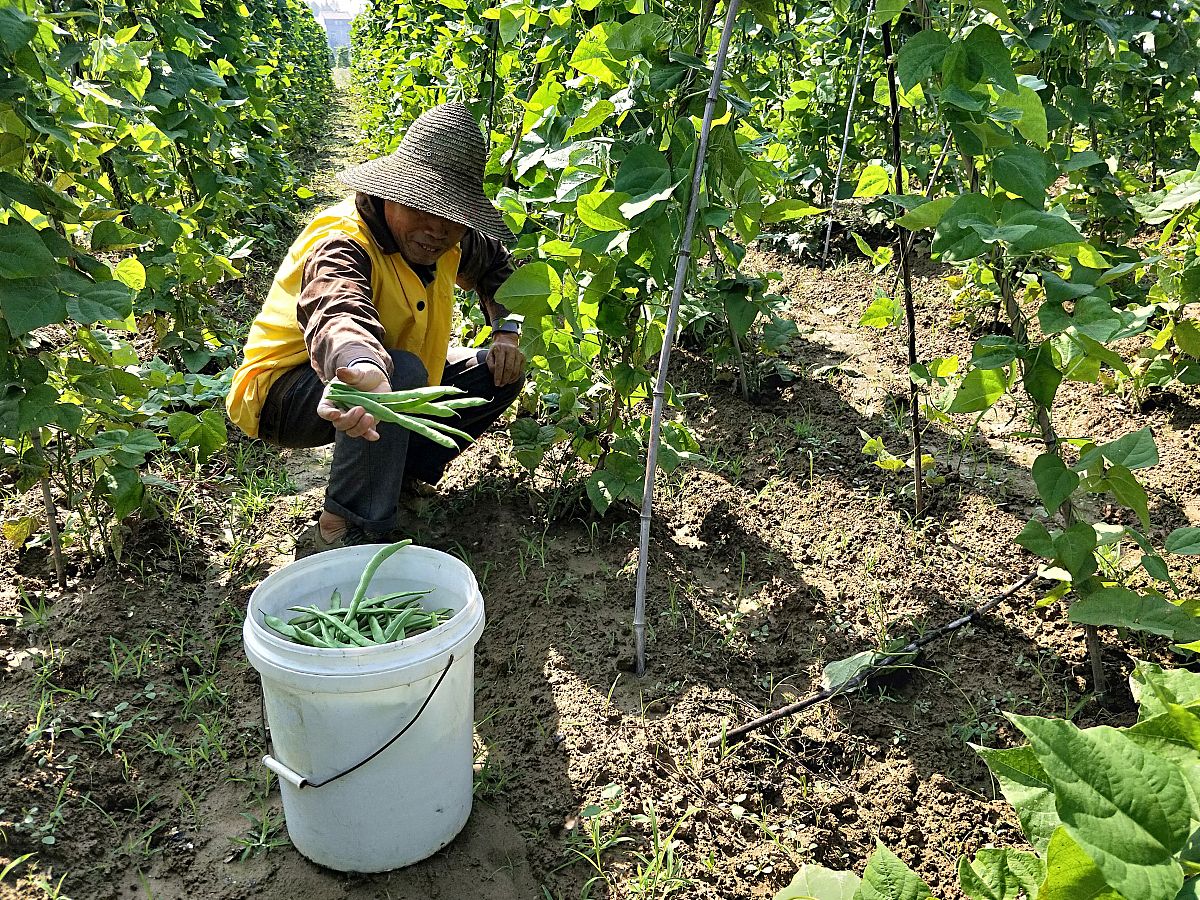 四季小金豆可以喷施乐果吗？