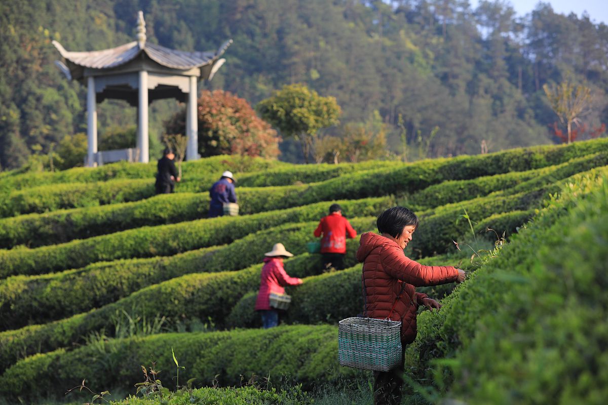 武夷山奇遇记：与岩茶主人吴宗萍的奇妙邂逅