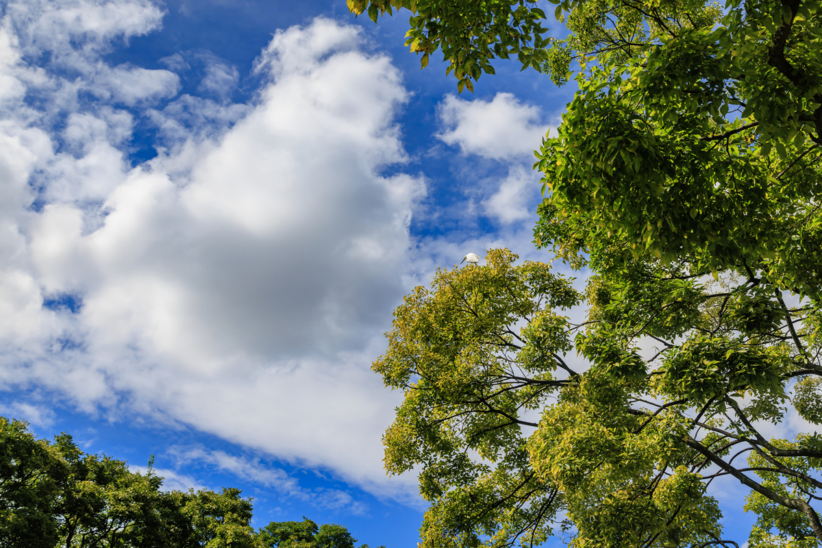 夏季清晨环境描写：清新、活力、自然美