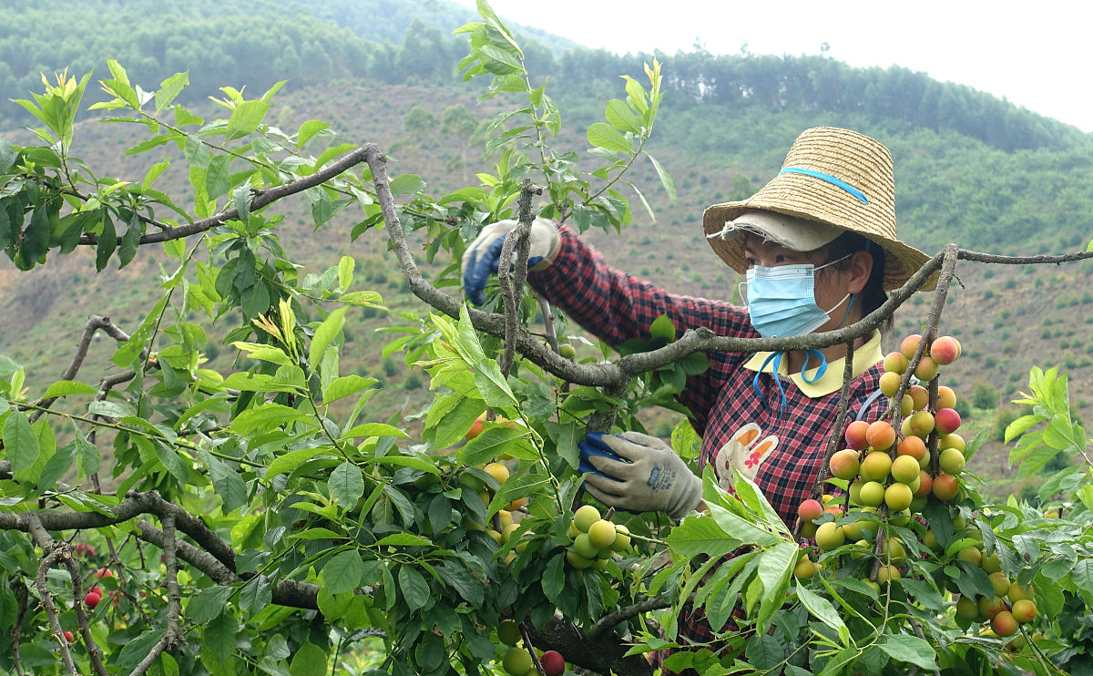1 商洛核桃产业发展的现状	211 生产规模现状	212 品牌建设现状	313 产品销售现状	32 商洛核桃产业发展存在的主要问题	421 种植管理不到位	422 缺乏龙头企业引领	423 产业链不完善	53 商洛核桃产业发展对策	631 加快标准化核桃园建设	632 政府扶持企业建设	733 完善产业链布局	84 结论	9结合以上内容梳理出《商洛核桃产业发展对策》论文的讨论不少于500字。