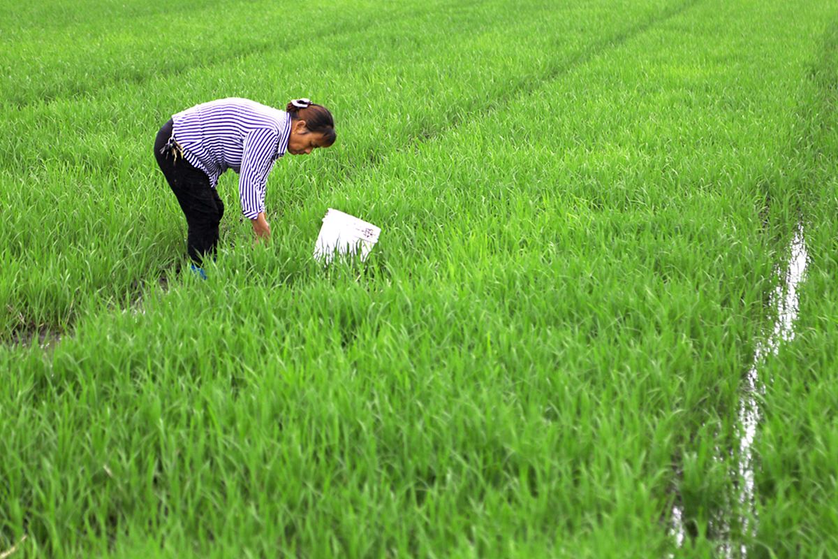 农田除草过程描写