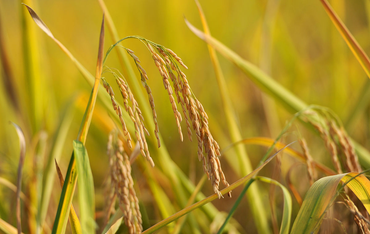 连云港中医药高等职业技术学校2020年招生简章